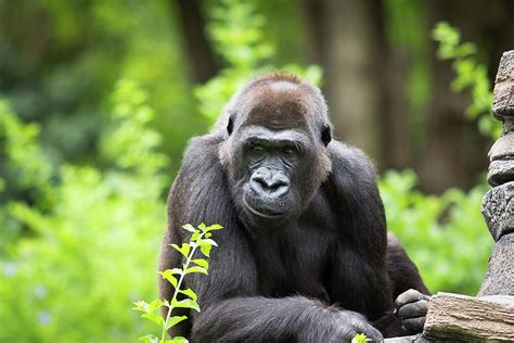 Smirk Gorilla Photograph by Photo By Mike Lanzetta - Fine Art America