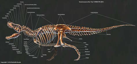 Rushelle.com - 2016 Tyrannosaurus Rex