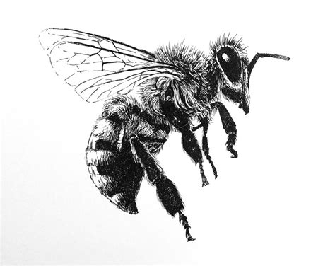 How to Draw a Bee with Pen and Ink