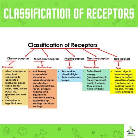 Classification of Receptors | Brain anatomy and function, Medical ...