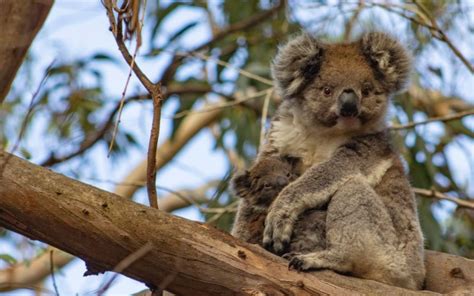 6 wildlife experiences you must do in South Australia | Australia ...