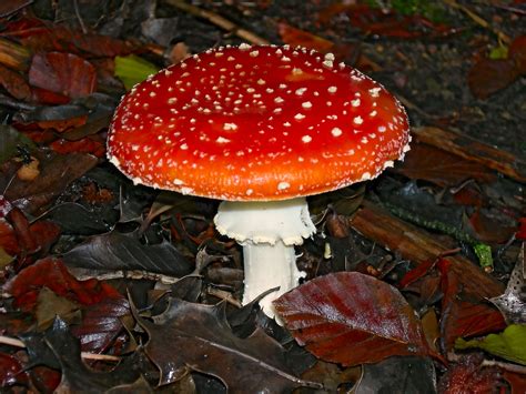 Free Images : nature, red, fungus, mushrooms, agaric, amanita muscaria ...