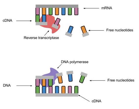 A2 Biology: Fragments of DNA can be produced by • conversion of mRNA to cDNA, using reverse ...