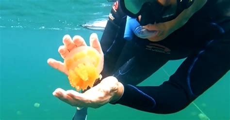 Jellyfish Lake in Palau draws tourists who want to swim with jellyfish ...