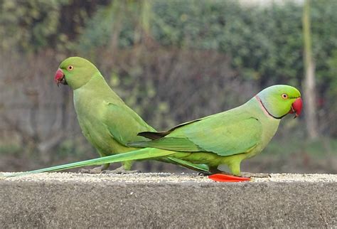 Indian Ringneck Parrot Parakeet Breeding Description Habit Food ...