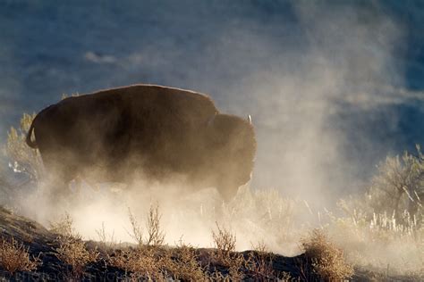 Bisonte Americano, Yellowstone NP | JuzaPhoto