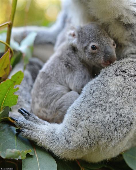 Australia Zoo shows off their cutest koala joey ever | Daily Mail Online