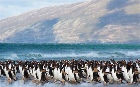 A Guide to Vacationing on the Falkland Islands | Travel + Leisure