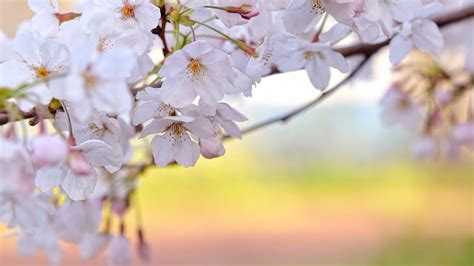 hallo: Natural Cherry Blossom Pictures | Free Download Cherry Blossom ...