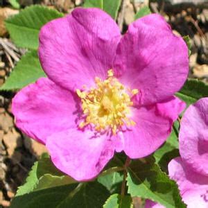 North Dakota State Flower, Wild Prairie Rose (Rosa blanda Rosa ...