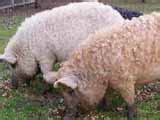 Today.Az - Sheep & Pig hybrid caused confusion among the zoo visitors - PHOTOS