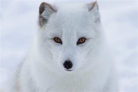 Arctic Fox Facts for Kids | Polar Foxes | Snow Fox | Artic Animals