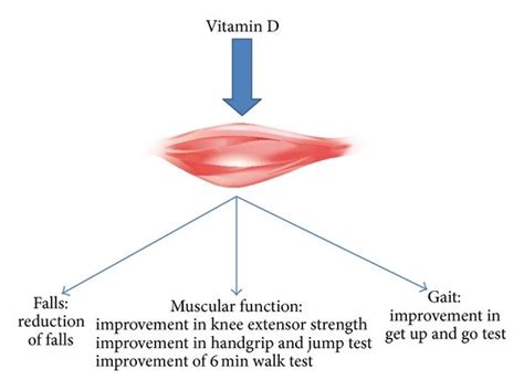 Clinical effects of vitamin D on muscles gait and falls. | Download ...