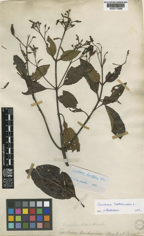 Cinchona officinalis L. | Plants of the World Online | Kew Science