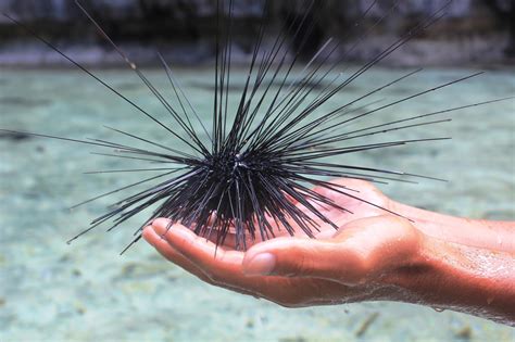 Sea Urchin | Sea life, Nature, Sea creatures