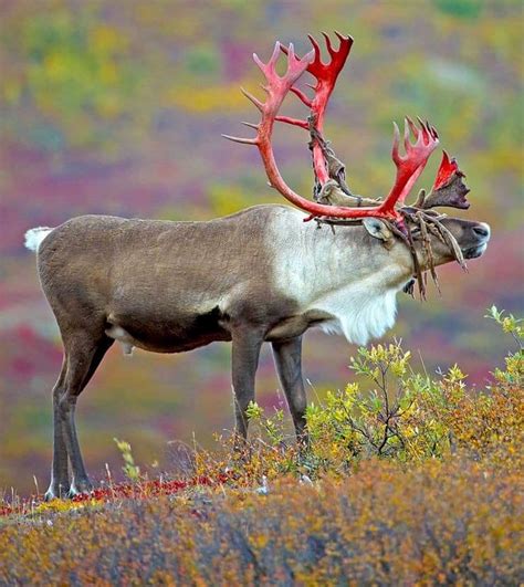 Nature Is Lit on Twitter: "🔥 Caribou red stained antlers after shedding the velvet"