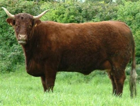 Top 20 Salers Replacement Index Cows - ICBF