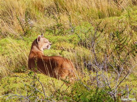 Patagonia Animals: A Wildlife Guide to Southern Chile & Argentina • Trimm Travels