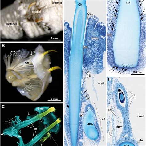 Ultrastructure of ventral chaetae of Echiurus echiurus (A, D-F) and... | Download Scientific Diagram