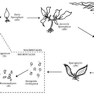 (PDF) Interactive effects of elevated temperature and pCO2 on early-life-history stages of the ...