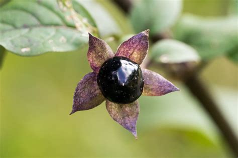 Deadly nightshade: everything about the plant - Plantura