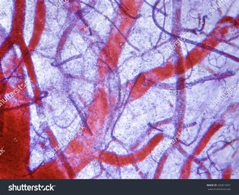 Arteries Veins And Capillaries Microscope