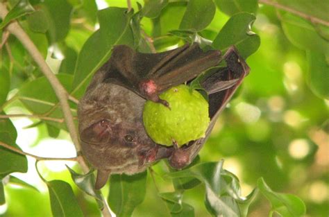 Artibeus jamaicensis-Jamaican Fruit Bat | Wildlife of the American ...