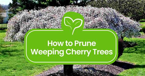 Weeping Cherry Tree Pruning 101: Expert Tips & Techniques - Plant ...