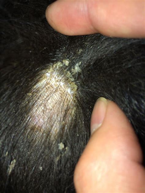 Dog Losing Patches Of Fur On Back at Maria Fraley blog