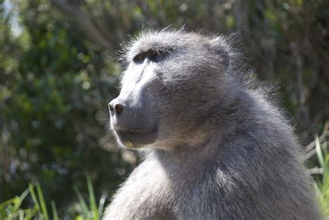 Free Images : animal, male, wildlife, zoo, africa, mammal, fauna, primate, life, baboon ...