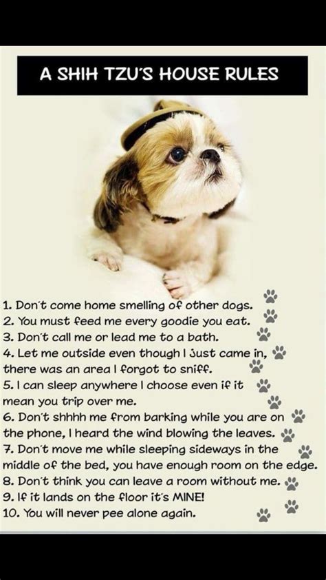 How Much To Feed Shih Tzu Puppy - Shih Tzu Dog