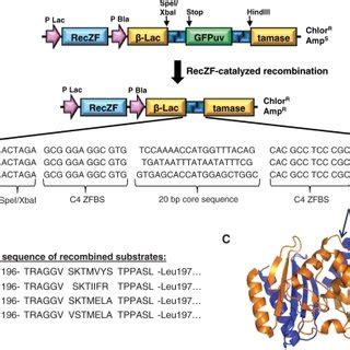 (PDF) Directed evolution of recombinase specificity by split gene ...