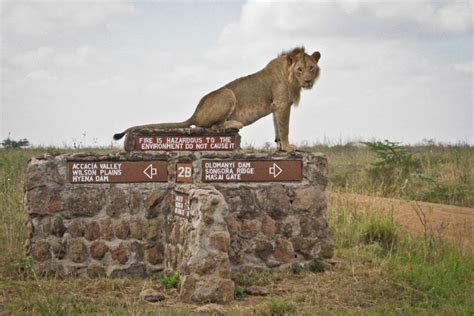 Lion+at+Nairobi+National+Park | African Safari Tours