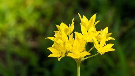 Allium moly: main characteristics and care - Global Gardening Secrets