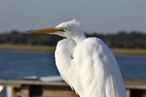 Great White Heron Free Stock Photo - Public Domain Pictures