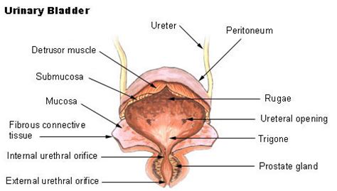 Urinary Bladder | SEER Training