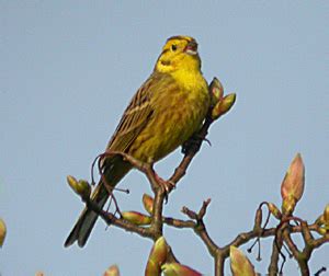 Yellowhammer Facts - Yellowhammer Information : Twootz.com