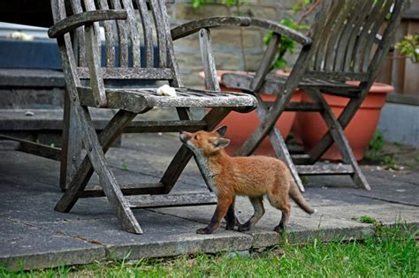 Premium Photo | Urban fox cubs exploring