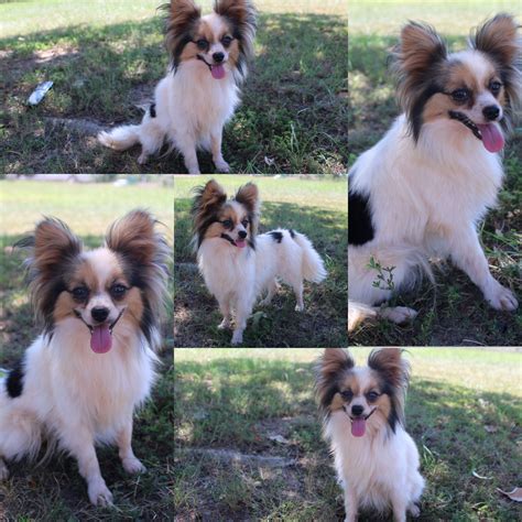 The Barking Cow Farms in Texas | Papillon and Saint Berdoodle puppies | Good Dog