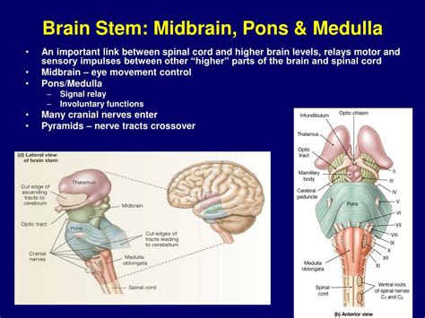 PPT - Neurophysiology PowerPoint Presentation - ID:168209