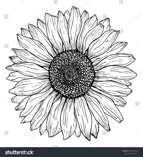 Black Outline Sunflower Line Art Isolated Stock Vector (Royalty Free) 1761393593 | Shutterstock