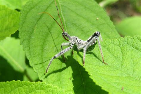 Wheel Bug Arilus Cristatus on Green Leaves Background, Closeup Stock ...