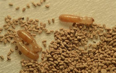 Blog - 4 Signs Of Termite Activity Around Your Savannah Property