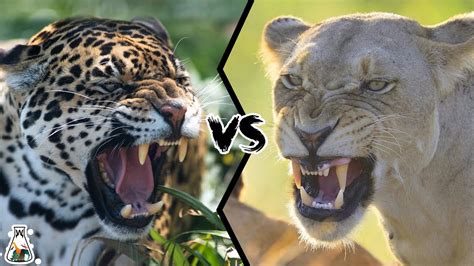 Jaguar Vs Lion Size