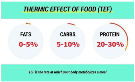 The thermic effect of food (TEF) • Bodybuilding Wizard