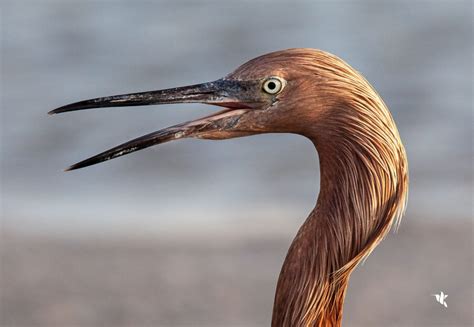 The Dance of the Reddish Egret - Walking Among Birds