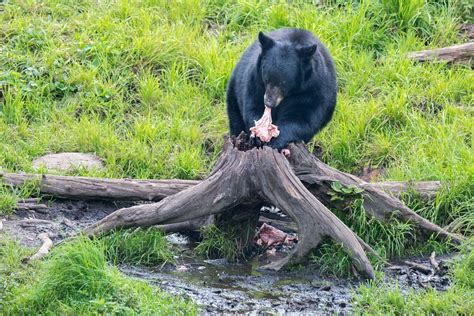 A new study reports the negative effects of human food on wild black bears - Cottage Life