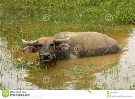 Buffalo, Water Bubalus Bubalis Stock Image - Image of bovid, toed ...