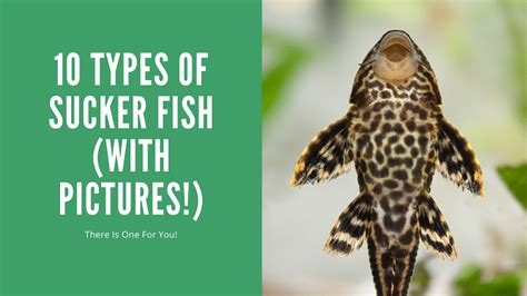 Sucker Fish Types - For Every Tank Size (10+ Included) - AquariumStoreDepot