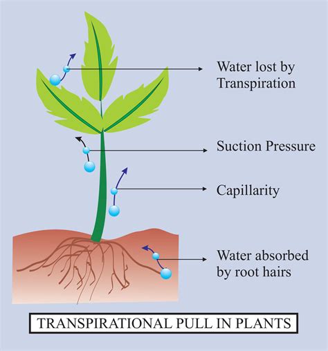 Maximum transpiration takes place from(a)Stem(b)Leaves(c)Roots(d ...